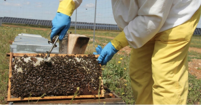 With a futuristic bee farm within the photovoltaic park, beekeeping increases crop output by increasing the degree of pollination.