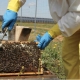 With a futuristic bee farm within the photovoltaic park, beekeeping increases crop output by increasing the degree of pollination.