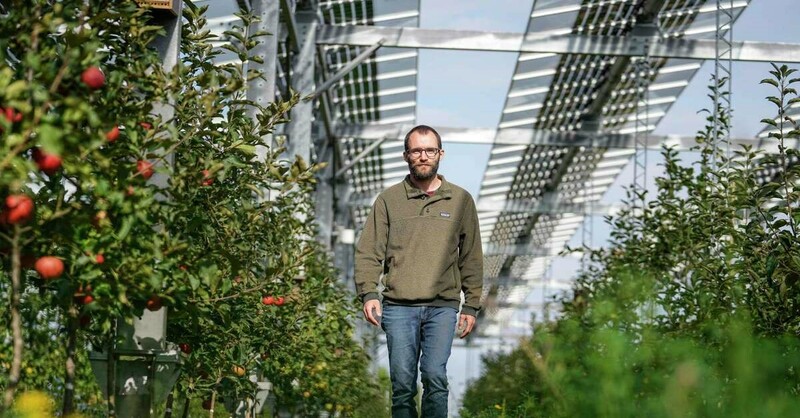 Protecting the orchard without reducing the available growing surface, with solar electricity being generated on the same land.