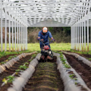 Farmers carefully position solar panels to provide shade, thereby doing away with the need for netting and the expensive labor to deploy it.