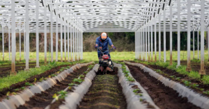 Farmers carefully position solar panels to provide shade, thereby doing away with the need for netting and the expensive labor to deploy it.