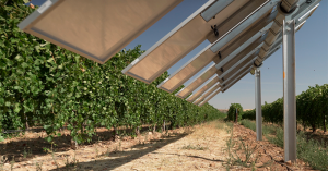 Vineyards in Spain are piloting a test of solar panels with an advanced “smart” tracking system get more bang for the agrivoltaics buck.
