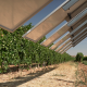 Vineyards in Spain are piloting a test of solar panels with an advanced “smart” tracking system get more bang for the agrivoltaics buck.