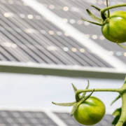Emerging research suggests growing tomato plants below and between solar panels could help the country’s billion-dollar-plus tomato industry, especially in places where it faces increasing stress from heat and drought.