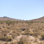 Avantus partnered with wildlife services to protect desert lands by retiring grazing rights on more than 215,000 acres.
