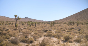 Avantus partnered with wildlife services to protect desert lands by retiring grazing rights on more than 215,000 acres.