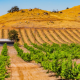 San Joaquin Valley may become home to vast solar arrays turning fallowed farmland into a source of clean energy while sustaining local jobs.