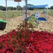 UC Davis' Scientists are investigating how to better harvest the sun to make agrivoltaic systems more efficient in arid agricultural regions.