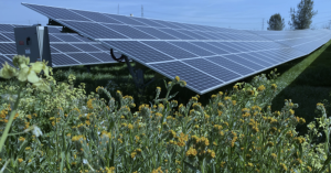 A decommissioned nuclear power plant from the 1980s is repurposed for agrivoltaics and prairie restoration.