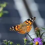 Solar panels can provide valuable habitat for wildlife – and potentially benefit both the land and farmers.