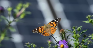 Solar panels can provide valuable habitat for wildlife – and potentially benefit both the land and farmers.