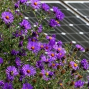 Kenya's rose and carnation producers are also showing love to Mother Earth, by shifting to solar power to fight climate change.