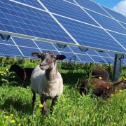 Academic research indicates solar panels don't compete with biomass for light and can help protect crops from impacts of climate change.