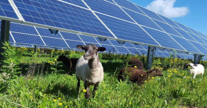 Academic research indicates solar panels don't compete with biomass for light and can help protect crops from impacts of climate change.