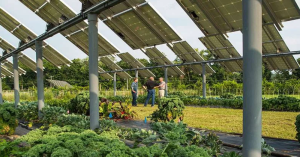 New study finds that an optimal arrangement of solar panels on farms can cool the panels down by 10 degrees—crucial for their efficiency.