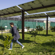 Growing the crop under a canopy of solar panels has given the fruit, citron of Calabria a new lease of life in southern Italy.