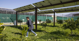 Growing the crop under a canopy of solar panels has given the fruit, citron of Calabria a new lease of life in southern Italy.