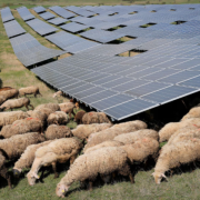 Sheeps and goats graze twice a week at the Rogane solar farm in eastern Kosovo where more than 12,000 photovoltaic panels are installed.