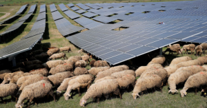 Sheeps and goats graze twice a week at the Rogane solar farm in eastern Kosovo where more than 12,000 photovoltaic panels are installed.
