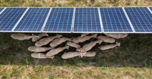 ‘Solar grazing’ around panels is providing a lifeline to the US shepherding sector as clean energy expands.