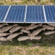 ‘Solar grazing’ around panels is providing a lifeline to the US shepherding sector as clean energy expands.