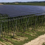 Bright green vines snake upwards 20 feet (six meters) toward an umbrella of solar panels at Josef Wimmer’s farm in Bavaria.