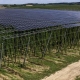 Bright green vines snake upwards 20 feet (six meters) toward an umbrella of solar panels at Josef Wimmer’s farm in Bavaria.