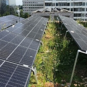 Scientists in the Netherlands have assessed how the so-called blue-green roofs can help reduce the operating temperature of rooftop PV panels and have found they provide a significant cooling effect.