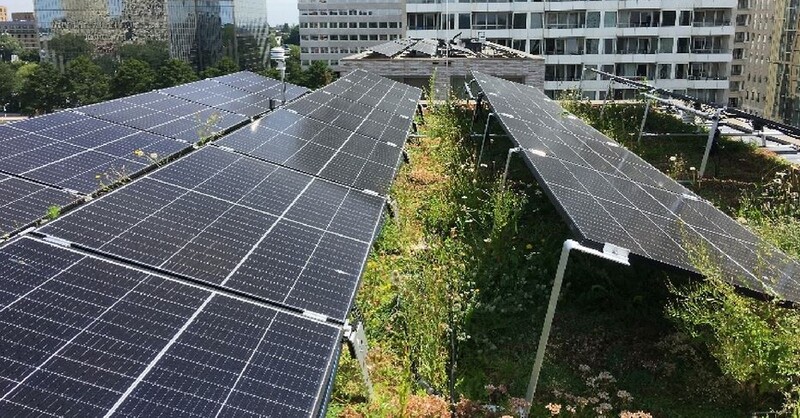 Scientists in the Netherlands have assessed how the so-called blue-green roofs can help reduce the operating temperature of rooftop PV panels and have found they provide a significant cooling effect.