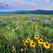 Renewable energy development is transforming the US countryside. It could be a chance to restore the iconic prairies.