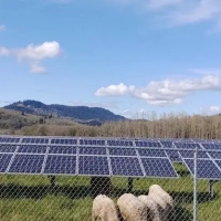 Researchers at Oregon State University tracked sheep grazing at an Agrivoltaic solar farm. It can be the ideal setup for sheep producers.