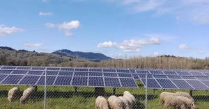 Researchers at Oregon State University tracked sheep grazing at an Agrivoltaic solar farm. It can be the ideal setup for sheep producers.