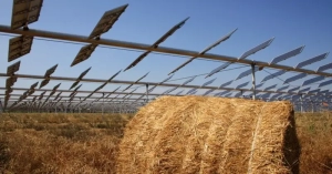 Researchers in Italy have conducted a series of experiments to assess the quality of wheat growing under elevated agrivoltaic systems.
