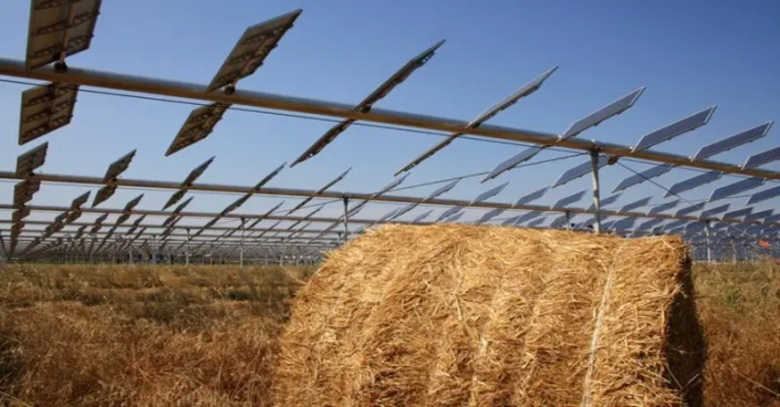 Researchers in Italy have conducted a series of experiments to assess the quality of wheat growing under elevated agrivoltaic systems.