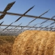 Researchers in Italy have conducted a series of experiments to assess the quality of wheat growing under elevated agrivoltaic systems.