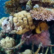 A trio of hexagonal islands could generate solar electricity to power a process that accelerates coral growth.