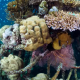 A trio of hexagonal islands could generate solar electricity to power a process that accelerates coral growth.