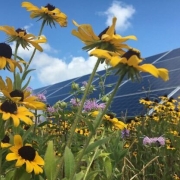 Agrivoltaics offers a promising solution to the complex task of harmonizing energy production and agriculture.