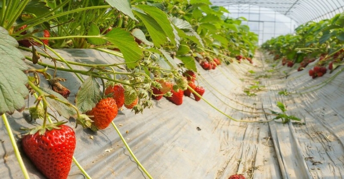 ptp-070324-4 Researchers in Iran found that only 4% of the greenhouse’s roof must be covered with PV modules to meet lighting and pumping water demand.