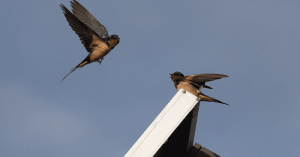 Chilean researchers from Universidad Mayor say that the 10.8 MW La Colonia photovoltaic plant provides a habitat for birds.