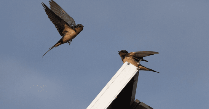 ptp-071024-3 Chilean researchers from Universidad Mayor say that the 10.8 MW La Colonia photovoltaic plant provides a habitat for birds.