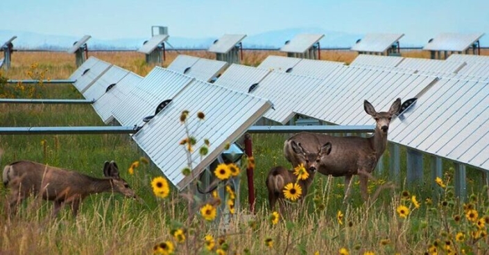 ptp-080924-2 As the deployment of solar energy continues to accelerate, American farmers are finding new opportunities to share the benefits